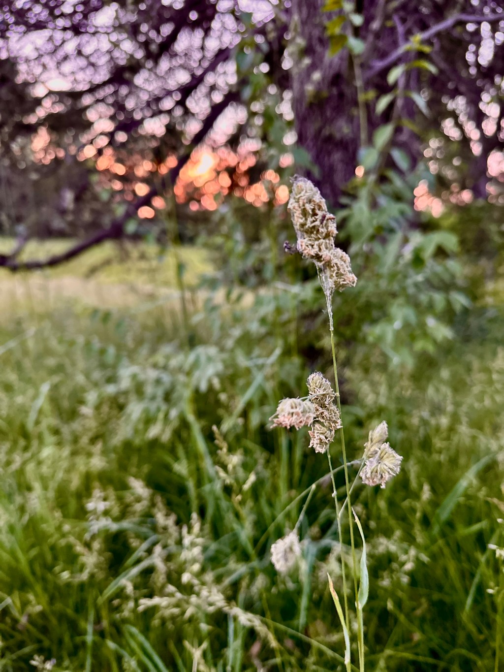 The Alchemy of Words