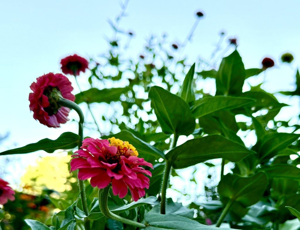 Through the Donut&nbsp;Hole